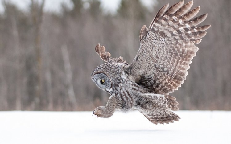 Great Grey Owl Theme screenshot #10