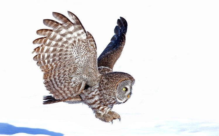 Great Grey Owl Theme screenshot #12
