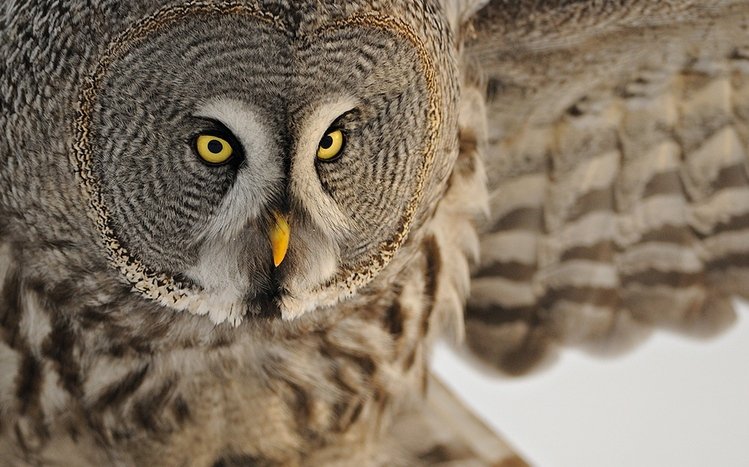Great Grey Owl Theme screenshot #14