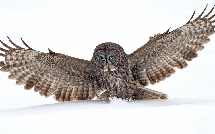 Great Grey Owl Theme screenshot #7