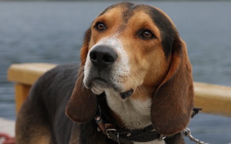 Beagle Theme screenshot #11