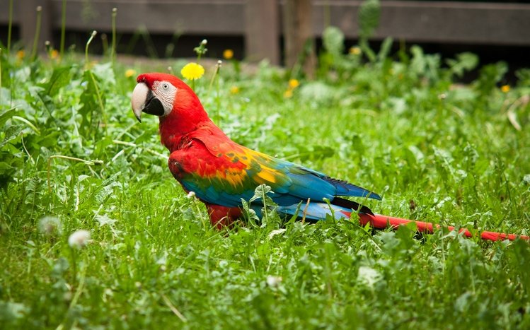 Red And Green Macaw Theme screenshot #1