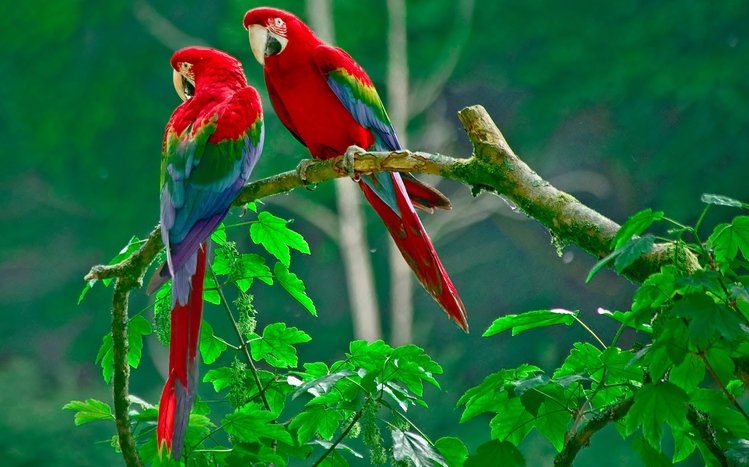 Red And Green Macaw Theme screenshot #11