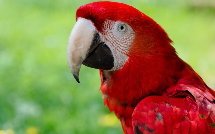 Red And Green Macaw Windows 11/10 Theme - themepack.me