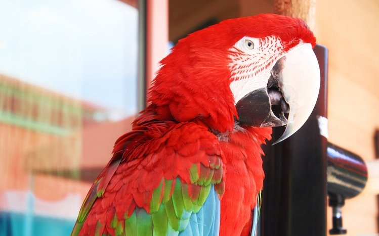 Red And Green Macaw Theme screenshot #13