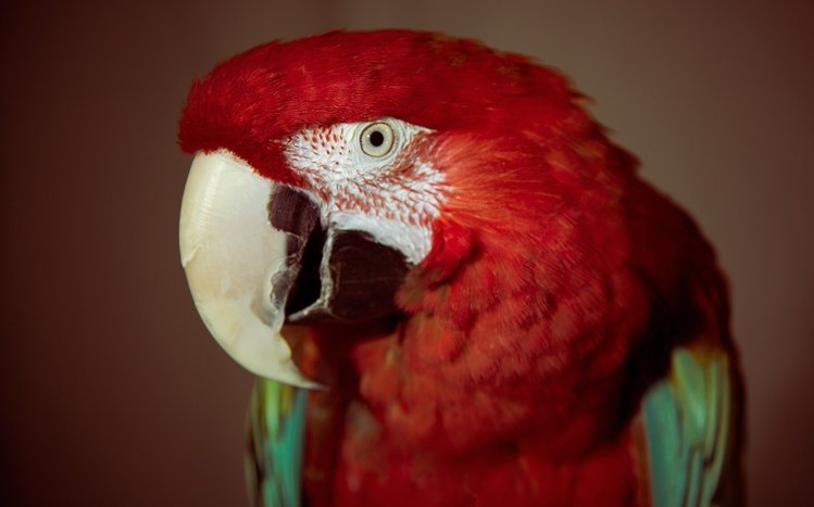 Red And Green Macaw Theme screenshot #4
