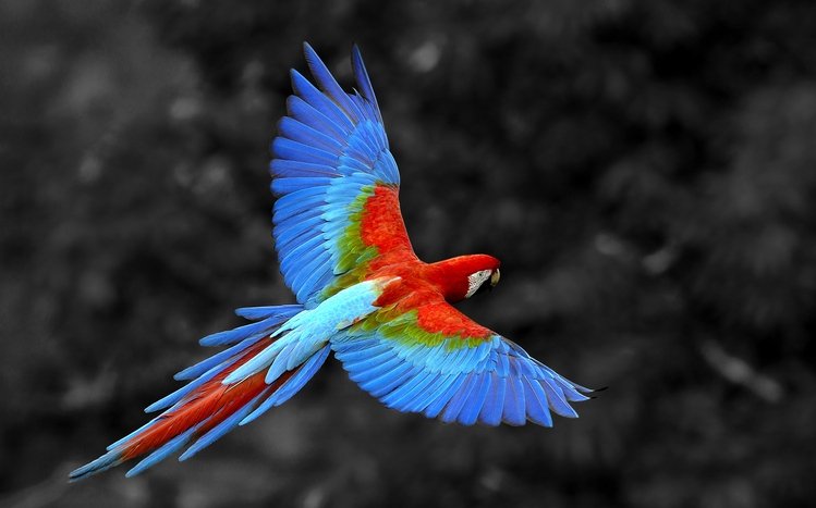 Red And Green Macaw Theme screenshot #6