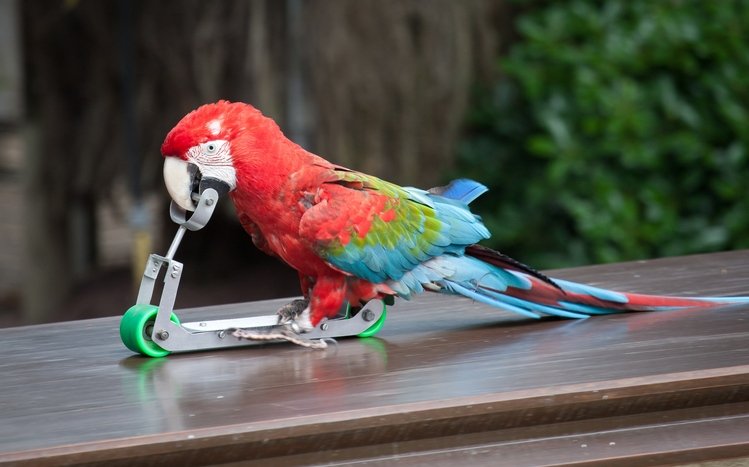Red And Green Macaw Theme screenshot #7