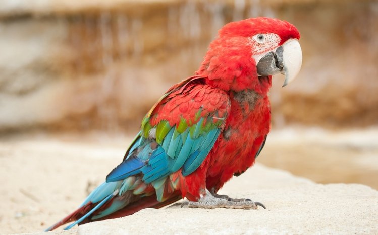 Red And Green Macaw Theme screenshot #8