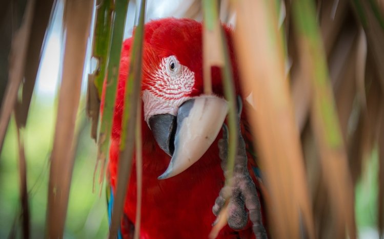 Red And Green Macaw Theme screenshot #9