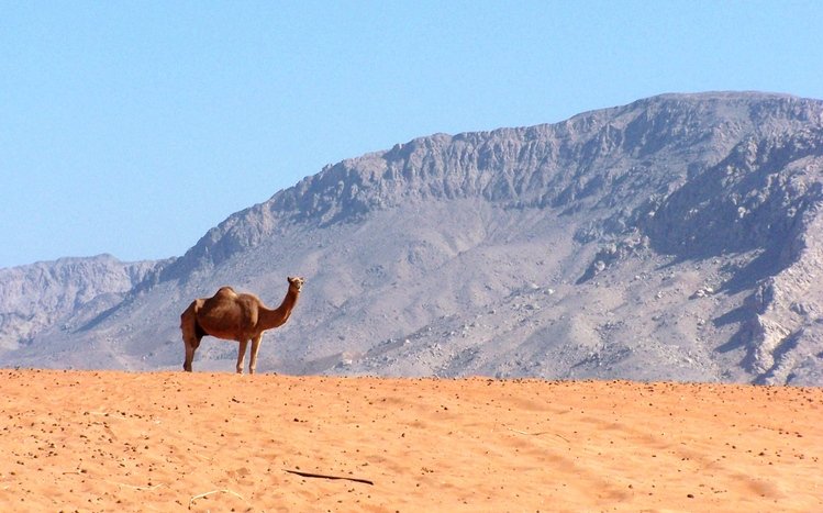 Camel Theme screenshot #1