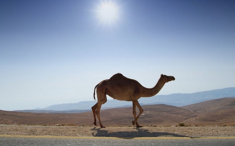 Camel Theme screenshot #10
