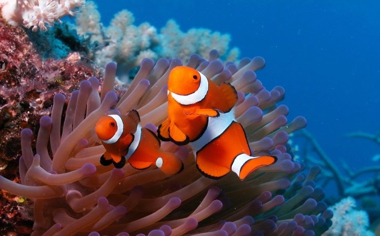 Clownfish Theme screenshot #3