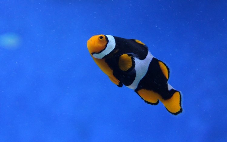 Clownfish Theme screenshot #7