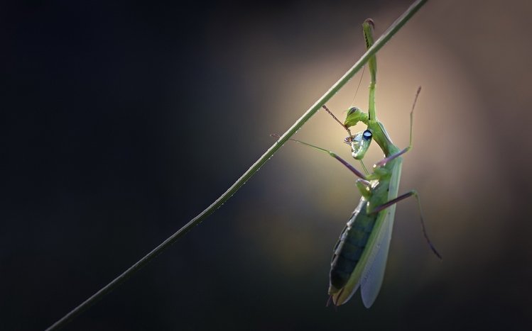 Praying Mantis Theme screenshot #10
