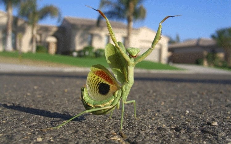 Praying Mantis Theme screenshot #3