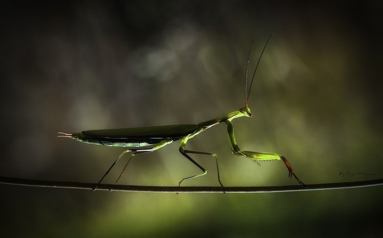 Praying Mantis Theme screenshot #6