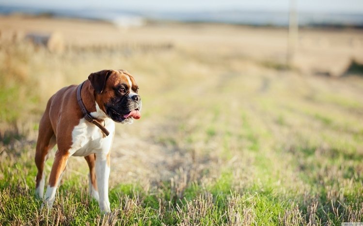 Boxer Theme screenshot #4