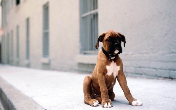 Boxer Theme screenshot #6