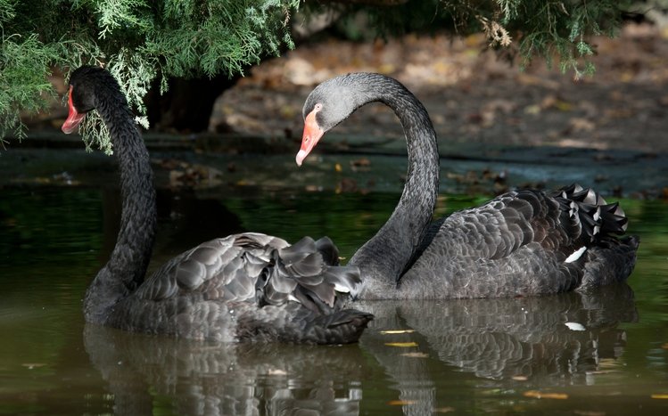 Black Swan Windows 11/10 Theme - themepack.me