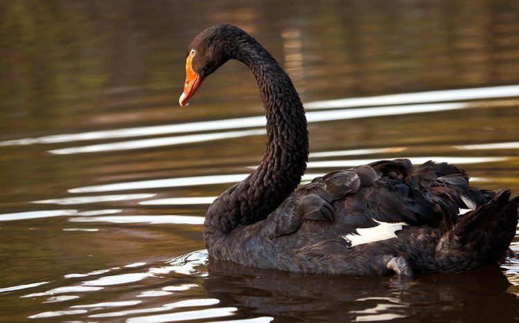 Black Swan Theme screenshot #5