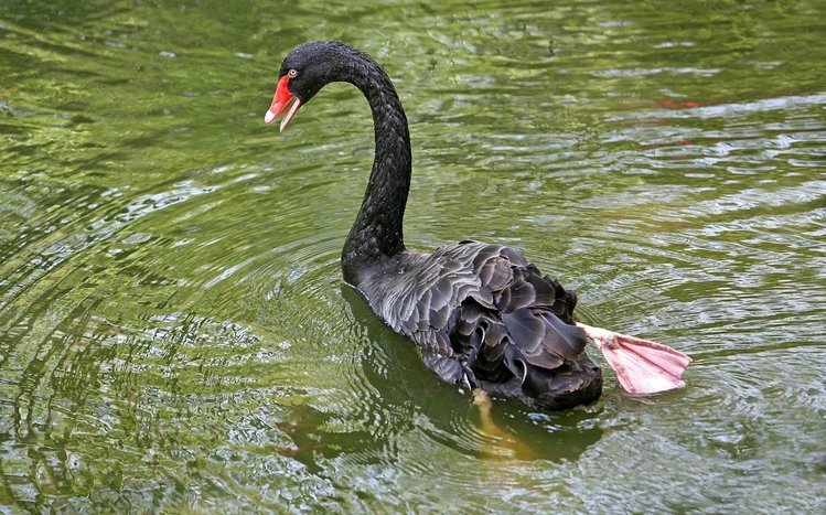 Black Swan Theme screenshot #9