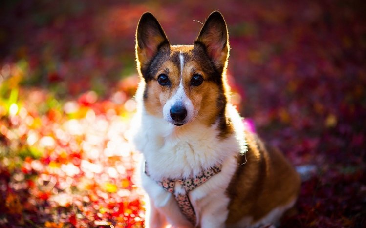 Wallpaper joy, dog, ears, face, lavender, Welsh Corgi for mobile and  desktop, section собаки, resolution 6144x4095 - download