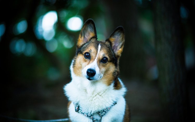 Corgi Windows 11 10 Theme - Themepack.me