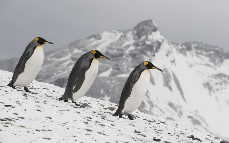 Emperor Penguin Theme screenshot #11