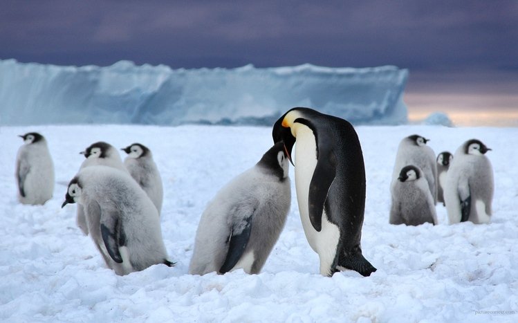 Emperor Penguin Windows 11/10 Theme - themepack.me