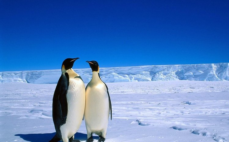 Emperor Penguin Theme screenshot #15