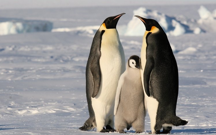 Emperor Penguin Theme screenshot #17