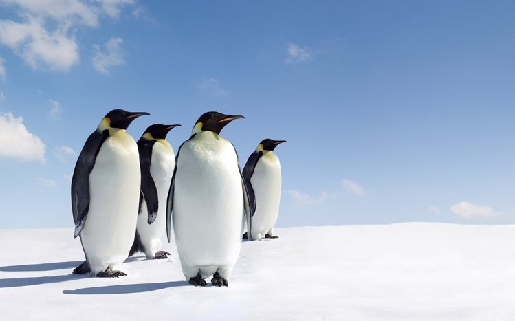 Emperor Penguin Windows 11 10 Theme Themepack Me