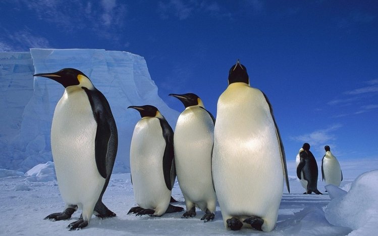 Emperor Penguin Theme screenshot #5
