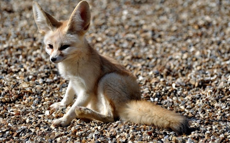 Fennec Fox Theme screenshot #10