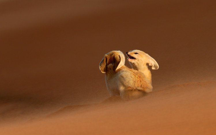 Fennec Fox Pictures  Download Free Images on Unsplash