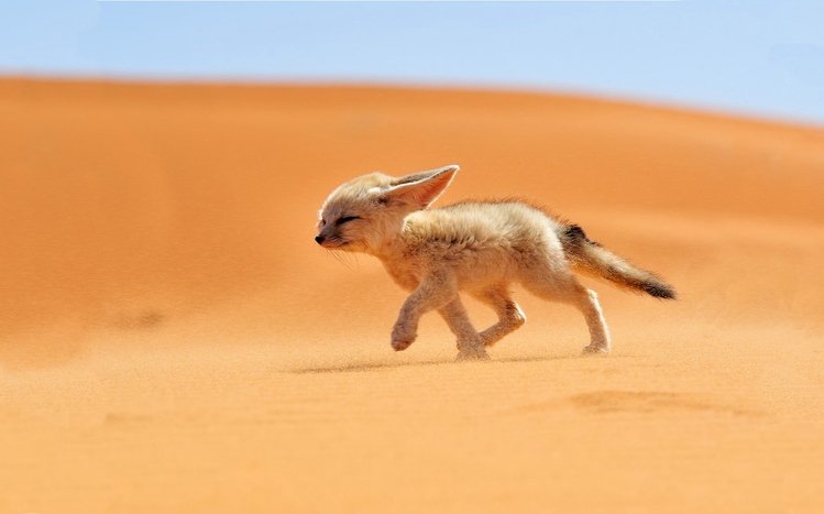 Fennec Fox Theme screenshot #5