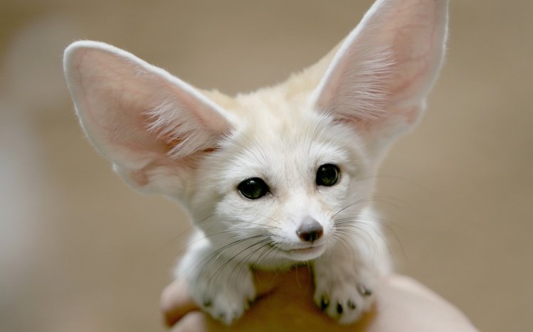 Fennec Fox Theme screenshot #6