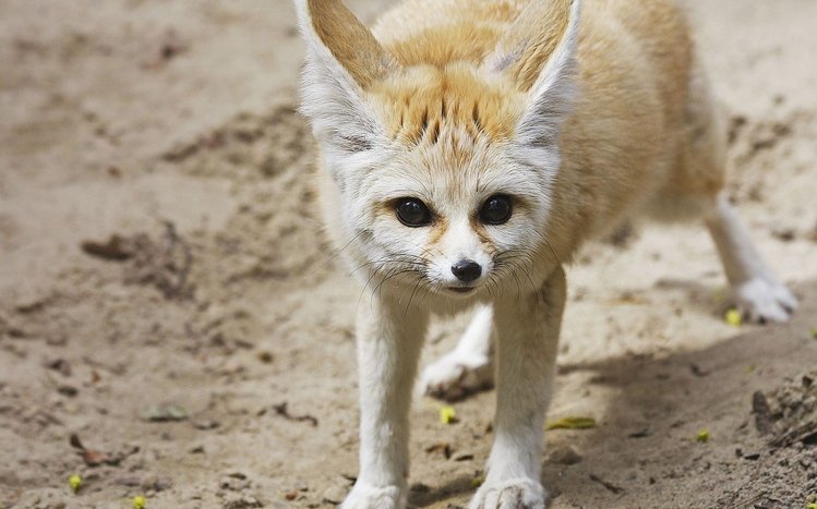 Fennec Fox Theme screenshot #9