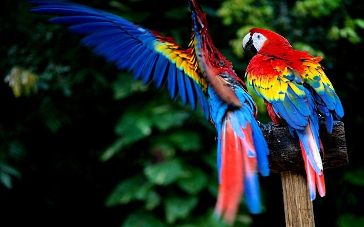 Macaw Windows 11/10 Theme Macaw Windows 11/10 Theme