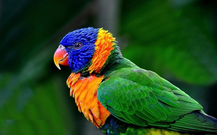 Macaw Theme screenshot #12