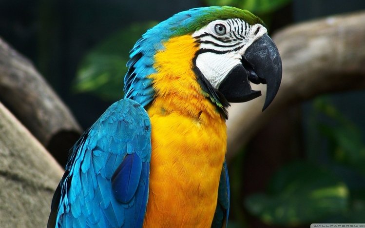 Macaw Theme screenshot #14