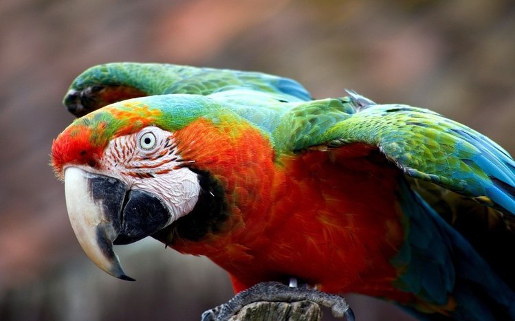 Macaw Theme screenshot #2