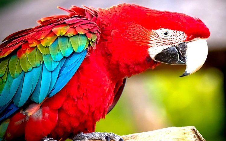 Macaw Theme screenshot #9