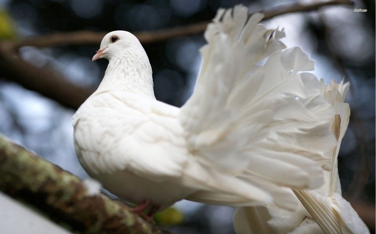 Dove Theme screenshot #1