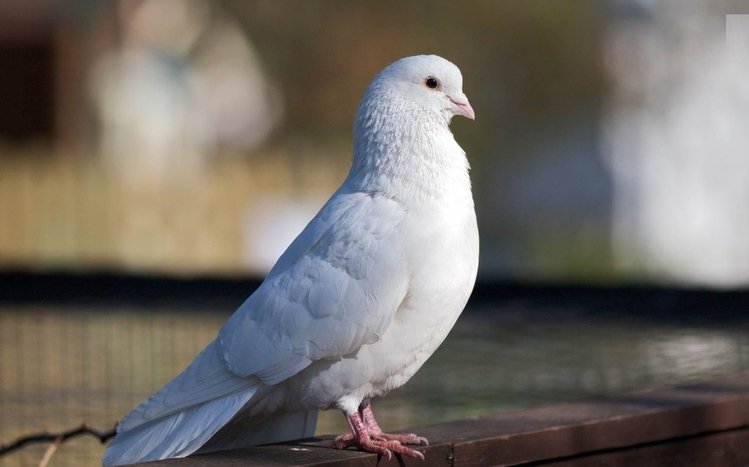 Dove Theme screenshot #10