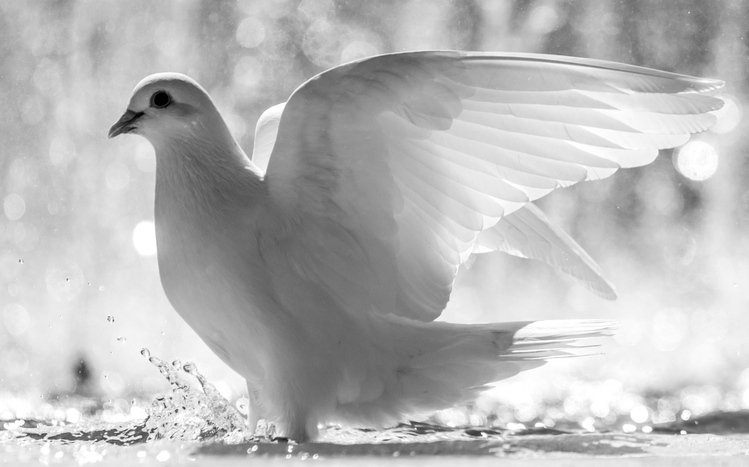 Dove Theme screenshot #11