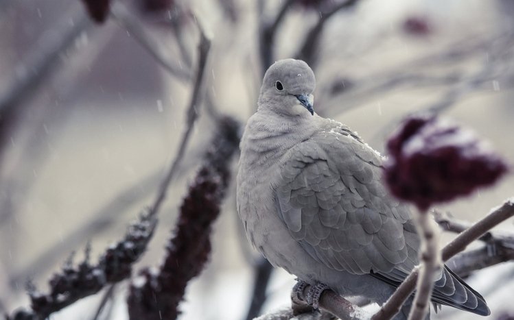 Dove Theme screenshot #5