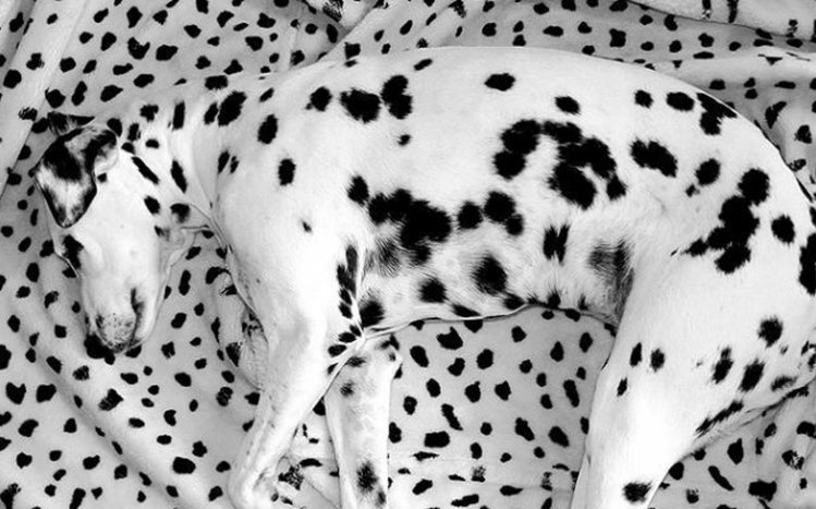 Dalmatian Theme screenshot #13