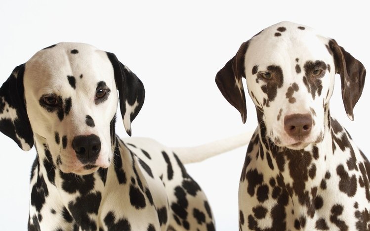 Dalmatian Theme screenshot #14